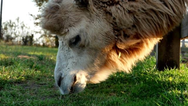 Kamel-auf-Rasen-Nahaufnahme-Sommer-video