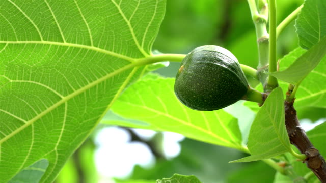 Close-up-of-green-sweet-figs-growing-in-the-summer-sun-on-a-beautiful-tree.
