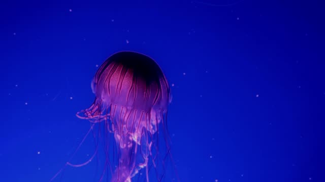 Medusas-que-brilla-intensamente-rojo-moviéndose-en-el-agua-azul-oscura.