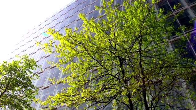 Árboles-en-la-luz-del-sol-frente-a-edificio-de-oficinas