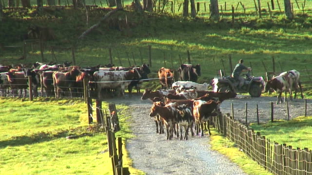 New-Zealand-Dairy-Farm