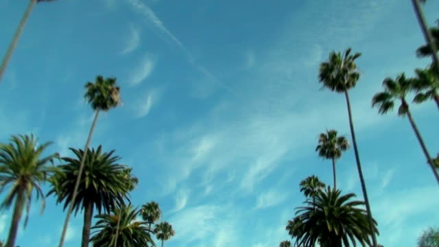 Beverly-HIlls-palm-trees---HD