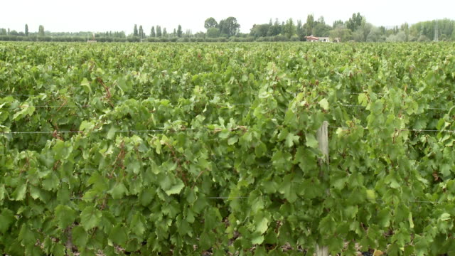 Menschen-in-vineyard