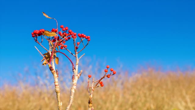 Red-Berries-Close-up-with-Blue-Sky-in-the-Smoky-Mountains