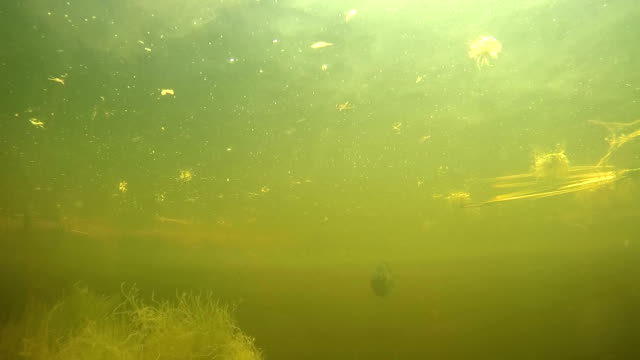 Flußbarsch-unter-Wasser-im-Fluss