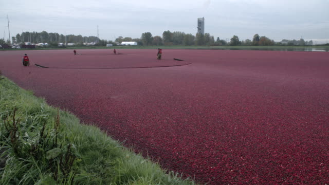 Cranberries-Floated-for-Harvest