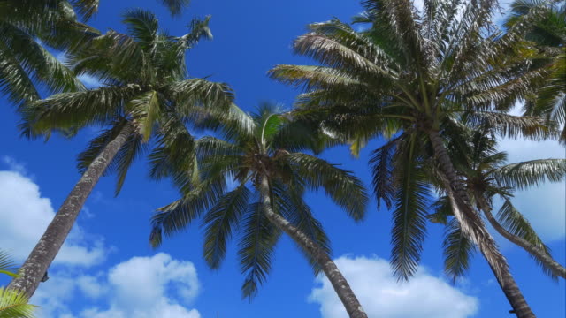 4K-Palmtree-shot---perfect-holidays-on-a-paradise-island