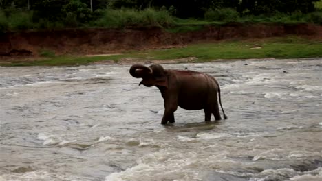 A-day-in-the-life-of-Sri-Lanka---elephant-in-the-river-raising-it's-trunk