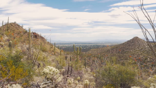 Berge-in-der-Sonora-Wüste-in-Arizona