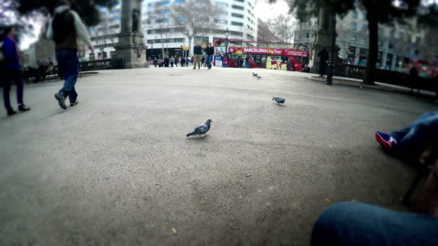 Tourist-pov-interacting-with-pigeons-on-Plaza-Catalunya-while-sitting-on-bench
