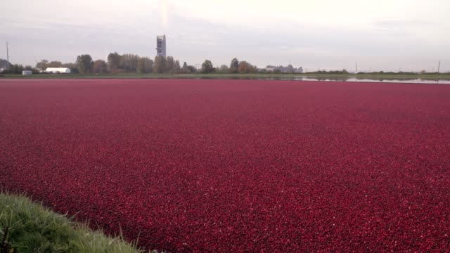 Cranberries-flotante-listo-para-cosecha-4K.-UHD