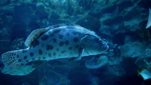 El-acuario-peces-tanque,-Coral-Arrecife,-animales-y-naturaleza