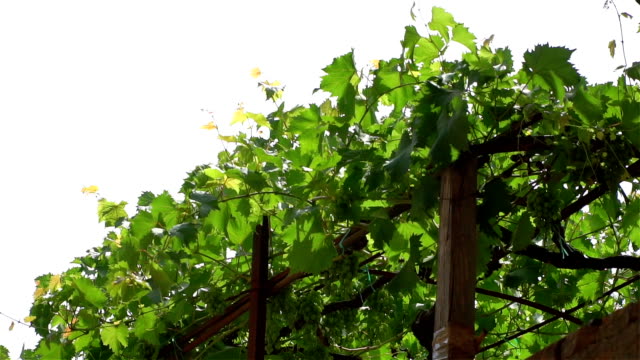 Hoja-de-uvas-en-una-vid-en-el-sol-/-las-uvas-de-viticultores-en-una-vid