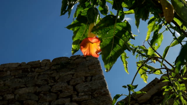 sonnigen-orange-Engel-Trompete-Blume-in-Machu-picchu