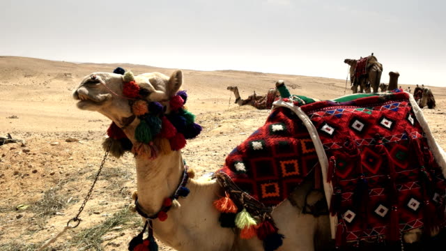 cerca-de-los-camellos-en-las-pirámides-de-giza,-Egipto