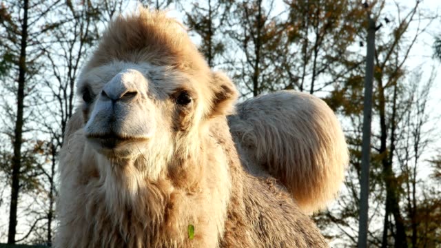 Camel-on-grass-close-up-summer-video