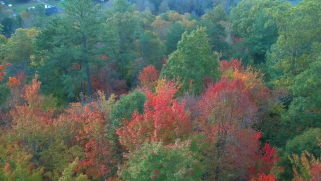 Vista-aérea-de-drones-del-follaje-de-hojas-de-otoño-/-otoño-en-la-autopista-215-desde-arriba.-Colores-amarillo,-naranja-y-rojo-vibrantes-en-Asheville,-Carolina-del-Norte-en-las-montañas-Blue-ridge.