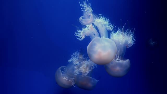 Medusas-que-brilla-intensamente-azul-en-el-agua-azul-oscura.