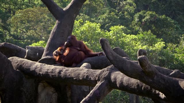Movimiento-lento-de-orangután-de-madre-y-bebé-en-los-árboles-del-bosque