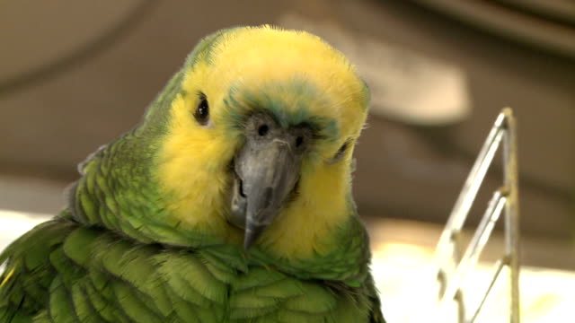 Grünen-Papagei-in-einem-Vogel-Shop---001
