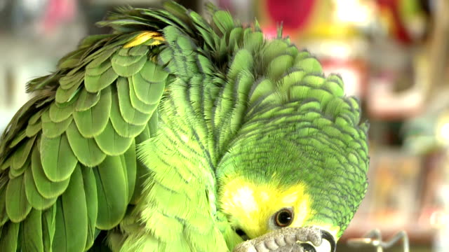 Grünen-Papagei-in-einem-Vogel-Shop---006