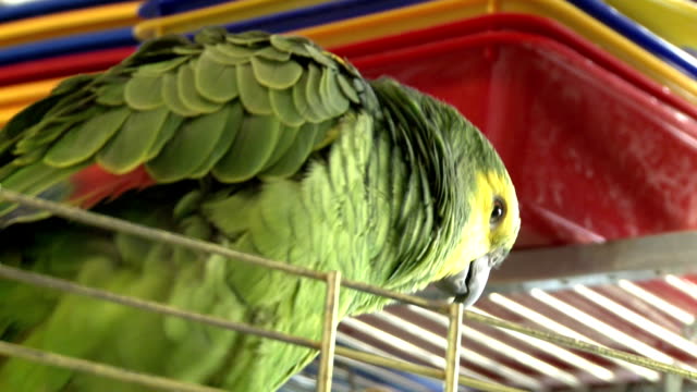 Grünen-Papagei-in-einem-Vogel-Shop---004