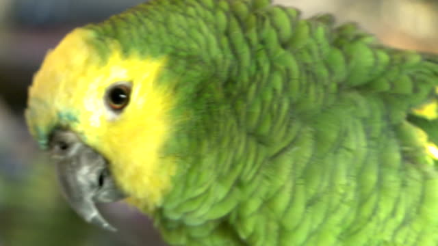 Grünen-Papagei-in-einem-Vogel-Shop---007