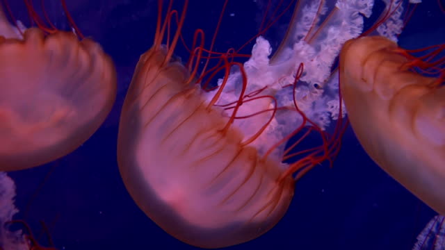 Medusa-en-agua