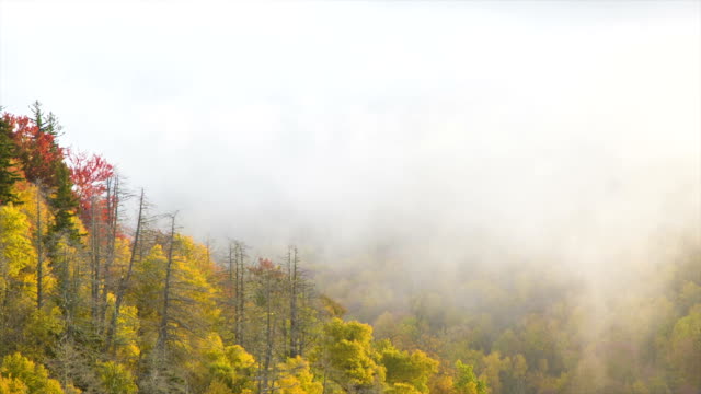Ich-gegen-up-ab-Herbst-Laub-durch-Nebel,-um-in-Stimmung