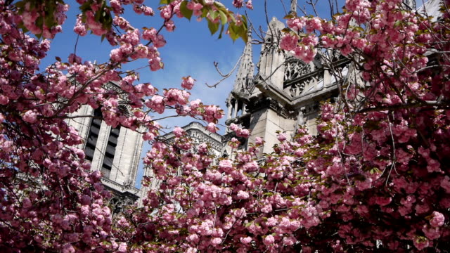 Cathedral-Notre-Dame-during-spring.-Paris,-France