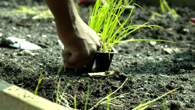 Hands-Planting-Vegitables