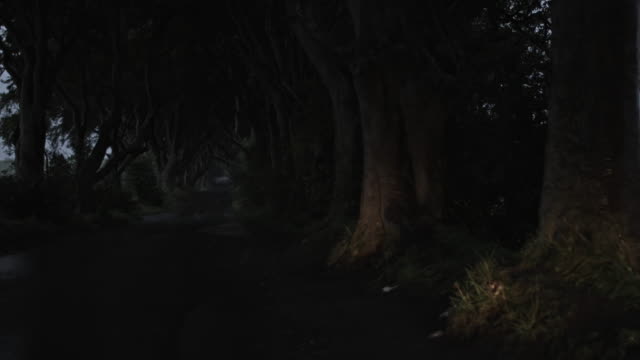 4k-Horror-Shot-of-Dark-Hedges-in-the-Rain,-N.-Ireland