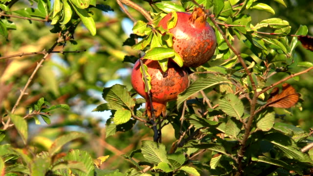 Pomegranate-fruits-growing-in-the-garden