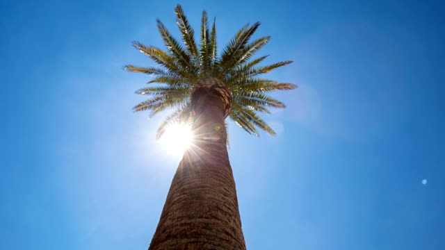 Looking-Up-at-Palm-Tree-and-Sun-Flare-Move-Left