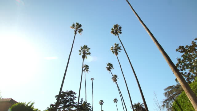 Pov-Driving-Sunshine-Climate-Tropical-Palm-Trees-Los-Angeles-Beverly-Hills-California