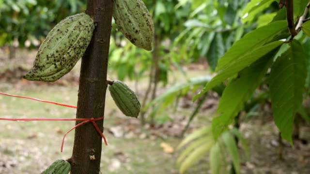 El-árbol-de-cacao-con-frutas.-Amarillas-y-verdes-las-vainas-de-cacao-crecen-en-el-árbol,-plantación-de-cacao-en-el-pueblo-de-Tailandia-de-Nan.