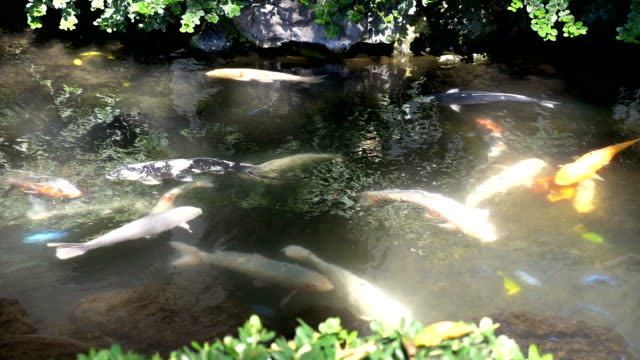 Koi-fish-in-the-pond-in-4k-slow-motion-60fps