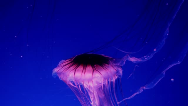 Red-glowing-jellyfish-moving-in-the-dark-blue-water.