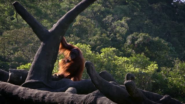 Zeitlupe-von-Mutter-und-Baby-Bornean-Orang-Utan-auf-Bäumen-des-Waldes