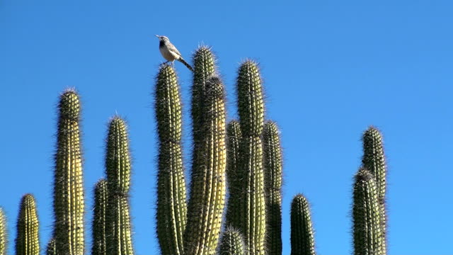Cactus-Wren