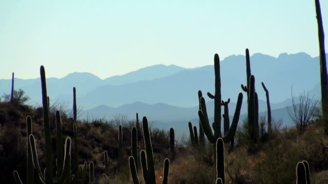 Cactus-landscape-zoom-out---HD