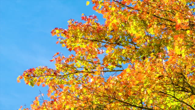 Los-colores-del-otoño-en-Carolina-del-Norte,-las-montañas-Blue-Ridge
