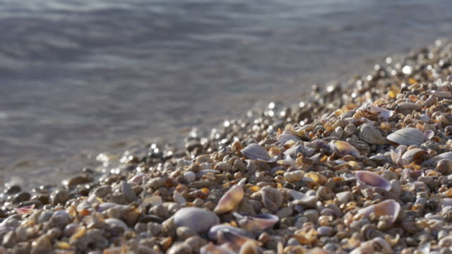 Usa-seashell-lake-bay-close-up--4k-florida