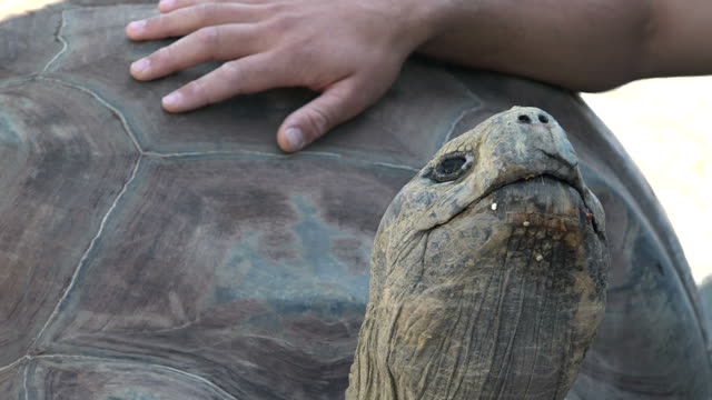 Menschliche-Hand-streicheln-Galapagos-Riesenschildkröte