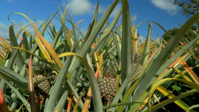 Vista-de-la-explotación-de-plantas-de-piña-en-temporada-de-verano-contra-el-cielo-azul,-Isla-Mauricio