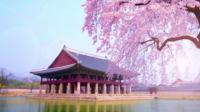 Flores-de-cerezo-en-primavera-de-Palacio-de-Gyeongbokgung-en-seoul,-Corea.