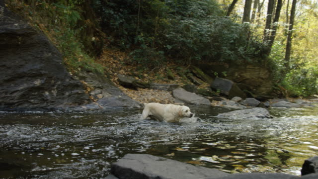 Fluss-Hund-(Zeitlupe)