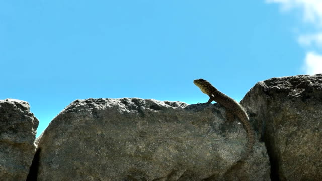 close-up-of-a-lizard-on-a-stone-wall-at-machu-picchu