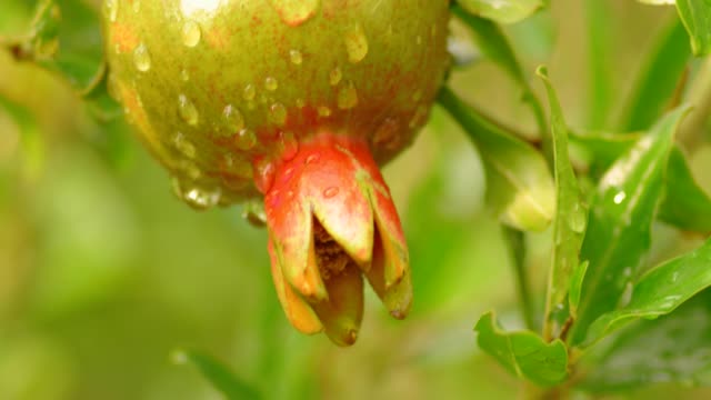 Unripe-pomegrenade-fruit