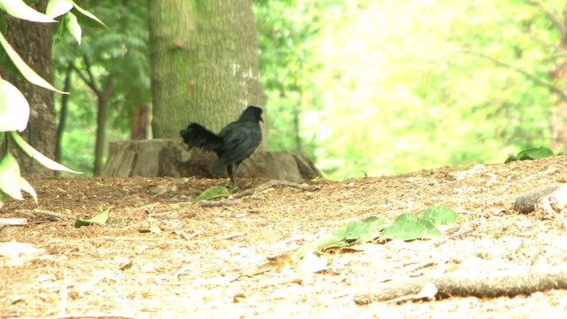 Schwarzer-Vogel-im-Park
